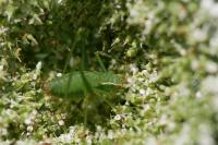 Leptophyes punctatissima