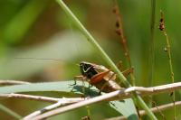 Roeseliana roeselii