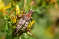 Oedipoda caerulescens