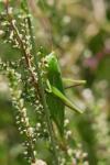 Ruspolia nitidula