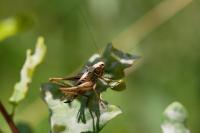 Tessellana tessellata