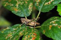 Platycleis albopunctata
