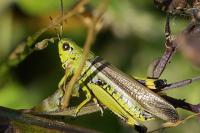 Stethophyma grossum