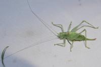 Meconema meridionale