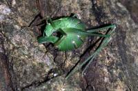 Leptophyes punctatissima