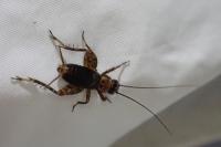 Nemobius sylvestris