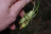 Ephippiger diurnus