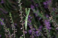 Mantis religiosa