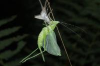 Ruspolia nitidula
