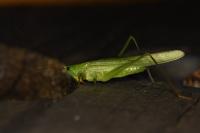 Ruspolia nitidula