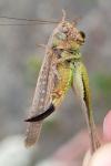 Platycleis albopunctata