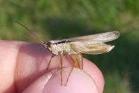 Mecostethus parapleurus
