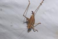 Pholidoptera griseoaptera