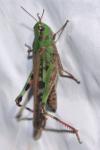 Aiolopus thalassinus
