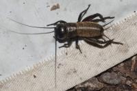 Gryllus campestris
