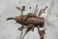 Pholidoptera griseoaptera