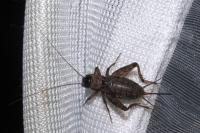 Nemobius sylvestris