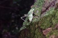 Leptophyes punctatissima