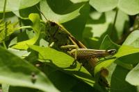 Stethophyma grossum