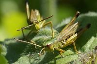 Pseudochorthippus parallelus