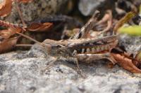 Omocestus petraeus