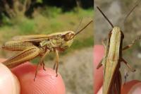 Euchorthippus declivus