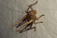 Pholidoptera griseoaptera