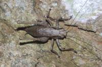 Pholidoptera griseoaptera