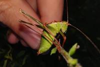 Leptophyes punctatissima