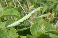 Mantis religiosa