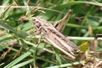 Tessellana tessellata