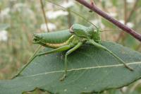 Uromenus rugosicollis