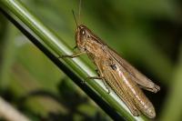 Euchorthippus declivus