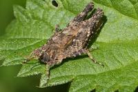 Tetrix undulata