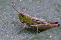 Pseudochorthippus parallelus