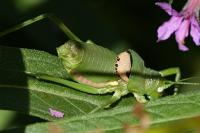 Uromenus rugosicollis