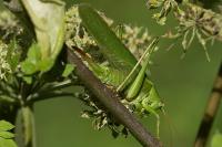 Tettigonia viridissima
