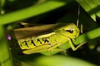 Stethophyma grossum