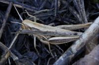 Chorthippus albomarginatus