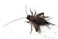 Nemobius sylvestris