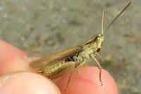 Chorthippus albomarginatus