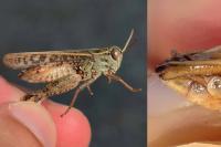 Calliptamus italicus