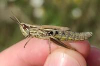 Euchorthippus declivus