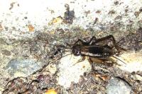 Pteronemobius lineolatus