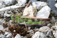 Aiolopus thalassinus