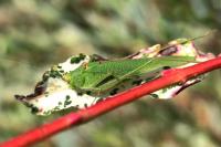 Phaneroptera nana