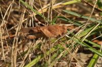 Oedipoda caerulescens