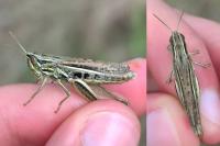 Euchorthippus elegantulus