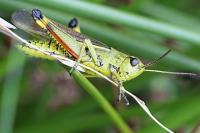 Stethophyma grossum