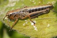 Stethophyma grossum